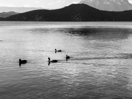 Casino Midas Mobil App